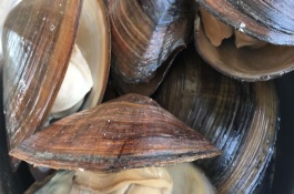 贻贝吃什么，河蚌怎么养