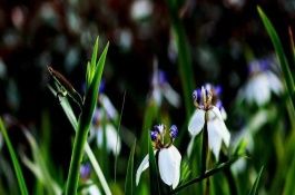 巴西鸢尾花有毒吗，养殖方法和注意事项