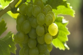 葡萄雨棚有什么作用，葡萄遮雨棚一亩成本