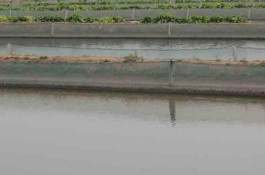 泥鳅一斤多少钱,泥鳅市场价格多少钱一斤