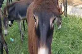 养10头肉驴一年多少利润，养10头肉驴一年有多少利润