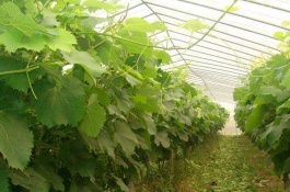 陕西渭南市有哪些特产,渭南水晶饼