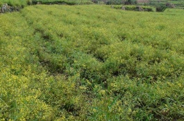 柴胡种子一斤多少钱，柴胡种子多少钱一斤