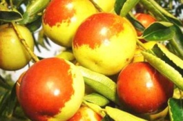 冬枣的主要产地在哪里，冬枣哪个品种好