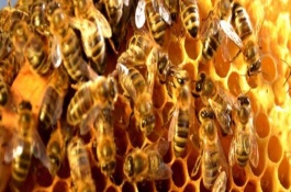 蜜蜂的生物学特征有哪些