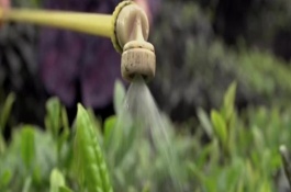 茶园农药要如何使用，合理选择用药时期