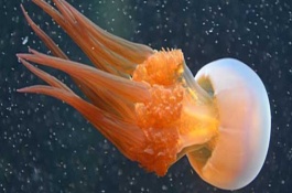 水母有毒吗，海蜇最新市场价格