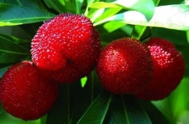 杨梅的产地在哪里,杨梅有哪些品种