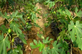 无花果种植方法，种植无花果可以采取扦插种植