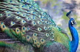 孔雀的品种有哪些，孔雀的尾巴有什么作用