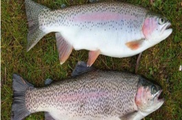 三文鱼的市场价格是多少，三文鱼养殖技术