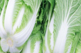 白菜烂帮怎么治疗，白菜烂帮是什么原因导致的