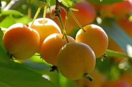 常见的海棠果品种有哪些,锦绣海棠果