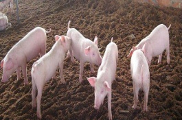 养猪大棚建设方案,圈舍的建设