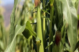 优迪919玉米品种介绍，东华北优迪919玉米