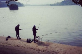鲶鱼的产地在哪里,鲶鱼有哪些品种