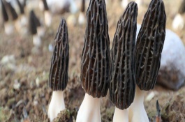 黑龙江牡丹江有哪些特产