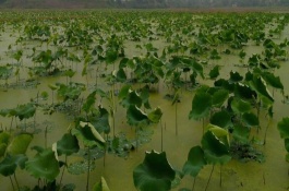 美国红鱼市场价格是多少,美国红鱼的养殖前景