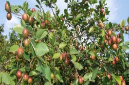 四川省自贡市有哪些特产,自贡冷吃兔