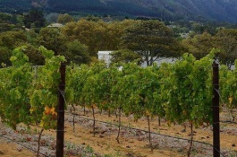 癞葡萄一斤多少钱