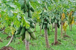 新疆喀什特产大全