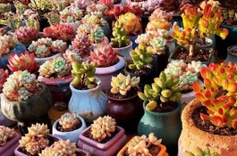 有哪些红色多肉品种