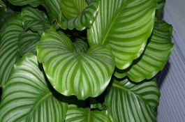 青苹果有哪些优良品种,陕西青苹果