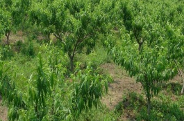 油菜喜欢什么土，养殖油菜要注意什么