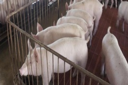 不发烧不吃育肥猪怎么回事，给猪喂食需要注意什么