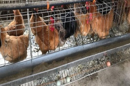 高产笼养绿壳蛋鸡方法，笼养绿壳蛋鸡首先要控制好温度