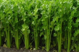 夏天做的农事有什么，夏天能种的蔬菜有哪些