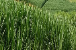 种草作为家畜的青绿饲料的技术，因地制宜选种牧草