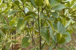 九龙桂花树苗多少钱，九龙桂花树苗多少钱一棵