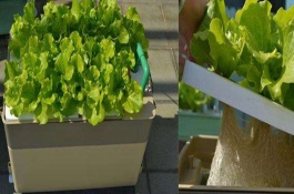 家庭室内无土种植蔬菜技术，准备种植盆