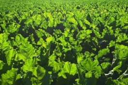 现在野菜特别受欢迎，野菜可以人工种植吗