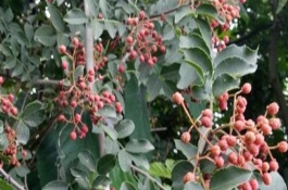 大红袍花椒种植技术，种植大红袍花椒要在生长结实