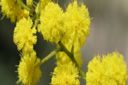 金合欢是澳大利亚的国花吗，金合欢盆栽如何种植