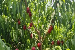 中油27号油桃品种介绍，中油27号油桃品种介绍