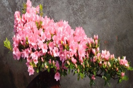 杜鹃花在中国的产地分布在哪里，中国杜鹃花产地分布在哪里