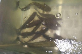 一斤池塘鱼多少钱