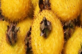 刺梨什么时候成熟，刺梨是哪里的特产