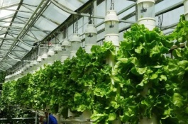 越来越多的人认可野菜，哪些野菜可以大规模种植