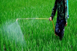 防治水稻钻心虫特效药筛选，防治水稻钻心虫什么时候打药效果好