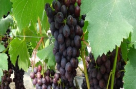 湖北荆州有哪些特产