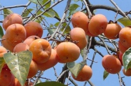 桃子有哪些优质品种,毛桃有哪些优质品种