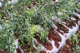 黄精一亩种植多少株，黄精种植方法