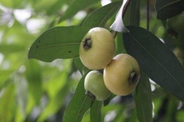 蒲桃的市场价格是多少,蒲桃功效与作用