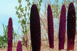 锁阳一斤多少钱，锁阳通常是播种繁殖