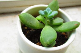 什么盆栽适合室内养,好养