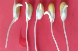 玉米种子发芽的最低温度是多少度，玉米种子的胚包括哪几个部分